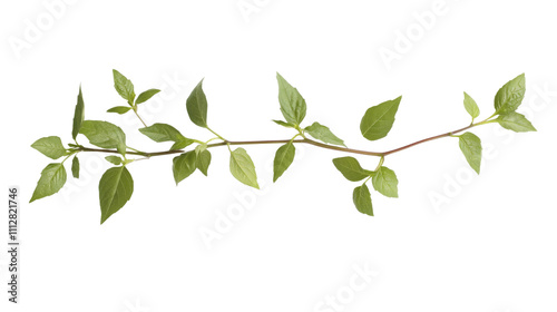 Green twig transparent background