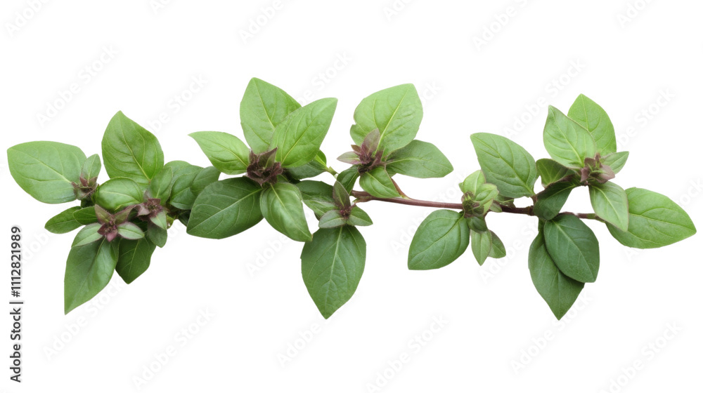 Green twig transparent background Green twig transparent background