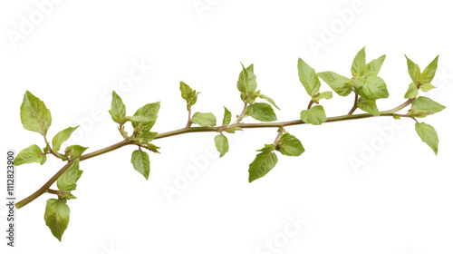 Green twig transparent background