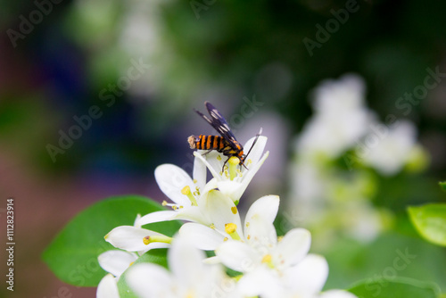 Amata huebneri moth - beautiful tiger moth from southeast asia, singapore and australia is on the flower. photo