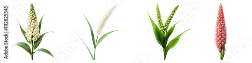 Foxtail lily isolated on transparent background, Set of photo