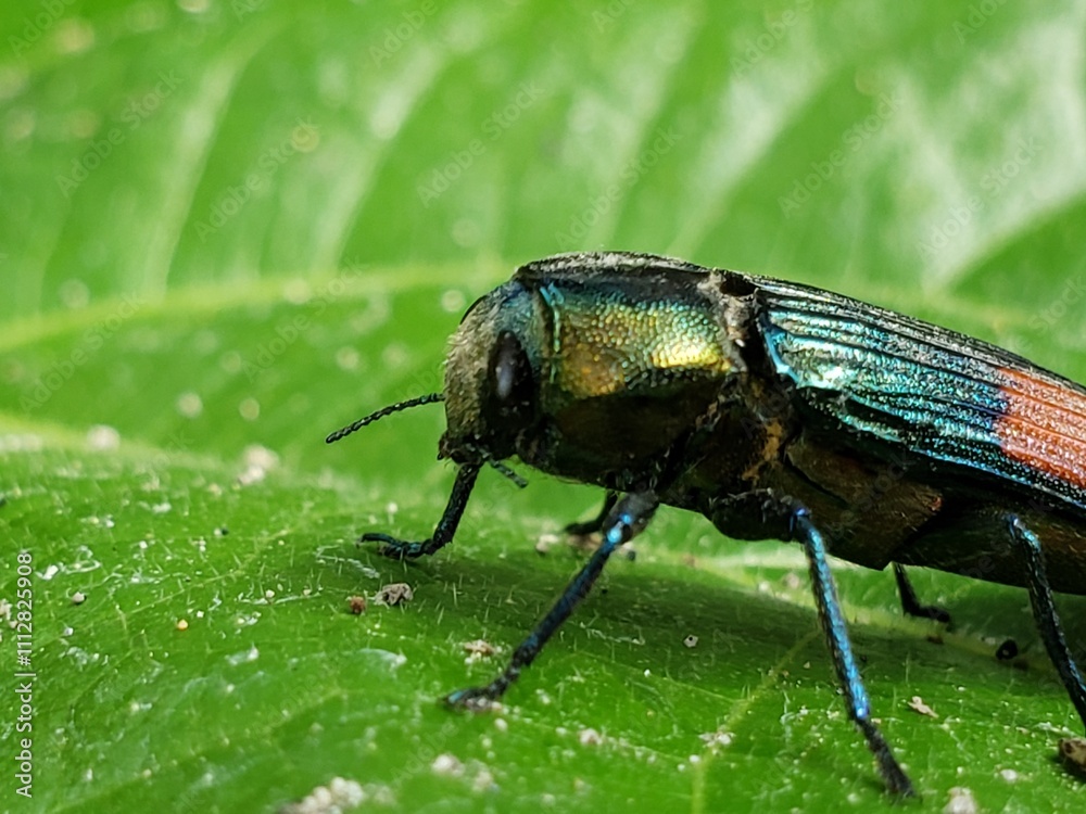 Fototapeta premium A Metallic Green Beetle Perched on a Green Leaf