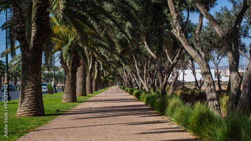 piękny krajobraz palmy maroko agadir 