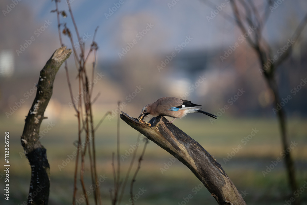 Obraz premium ucelli in volo