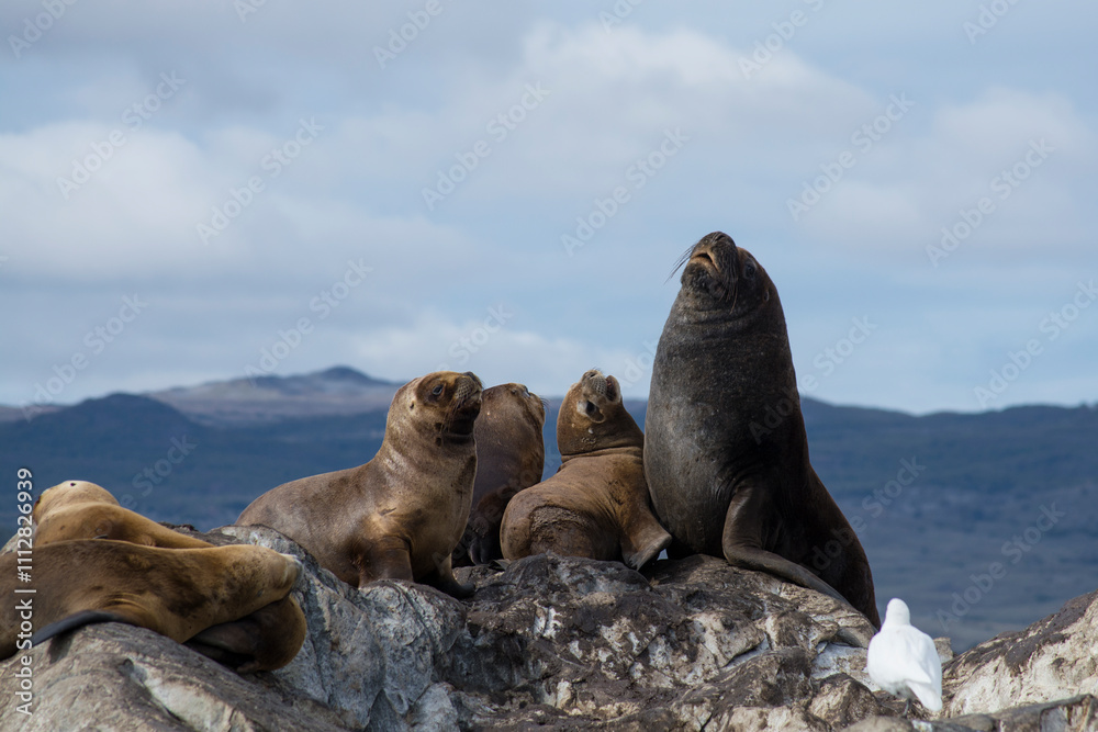 Fototapeta premium lions on the shore. Canal Beagle, Ushuaia - Argentina