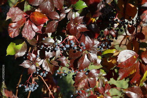 Leaves climbing on the wall, variety of autumn colors: red, orange, green, brown, square image.