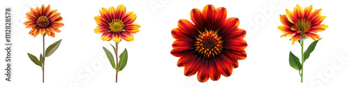 Gaillardia isolated on transparent background, Set of photo