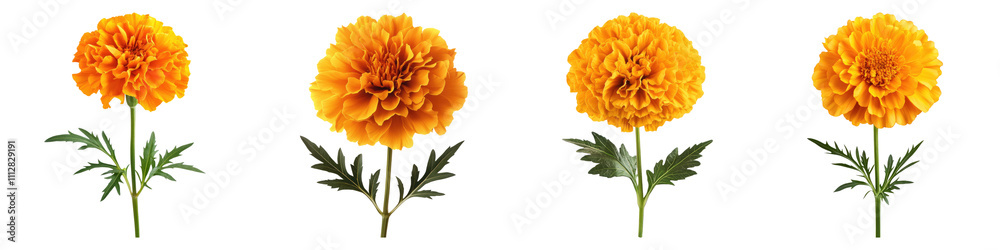 Garden3 marigold isolated on transparent background, Set of Garden3 marigold isolated on transparent background, Set of