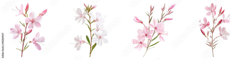 Gaura isolated on transparent background, Set of Gaura isolated on transparent background, Set of