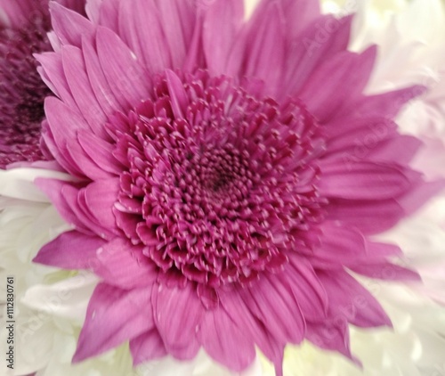 pink gerber daisy