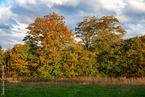 Forêt du Limousin