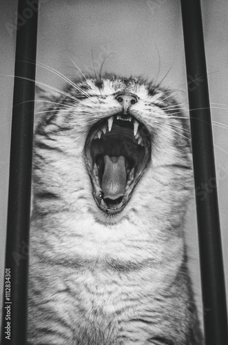 un chat en train de bailler, ouvre sa gueule et montre ses dents et sa langue