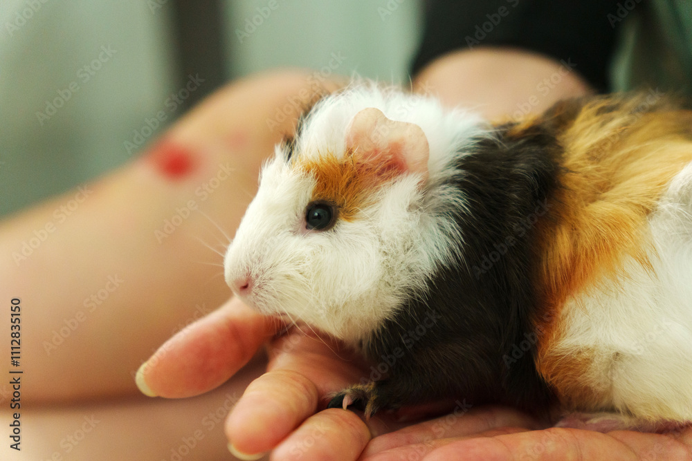 Friendly guinea pig being lovingly cradled in a person hands, showcasing its unique fur Friendly guinea pig being lovingly cradled in a person hands, showcasing its unique fur