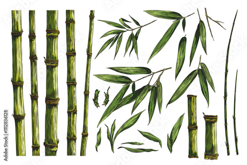 Vector graphics with a set of bamboo branches, leaves and stems in a minimalistic design