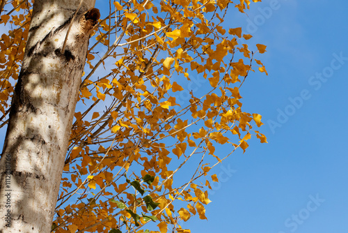 Branches of the black poplar tree (Populus nigra) in the autumn