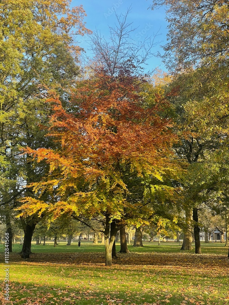 Naklejka premium Autumn/Fall tree with orange leaves in a park