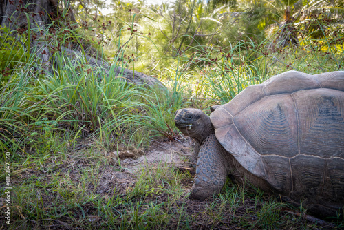 Aldabra Giant Tortoise in natural habitat, Seychelles. photo