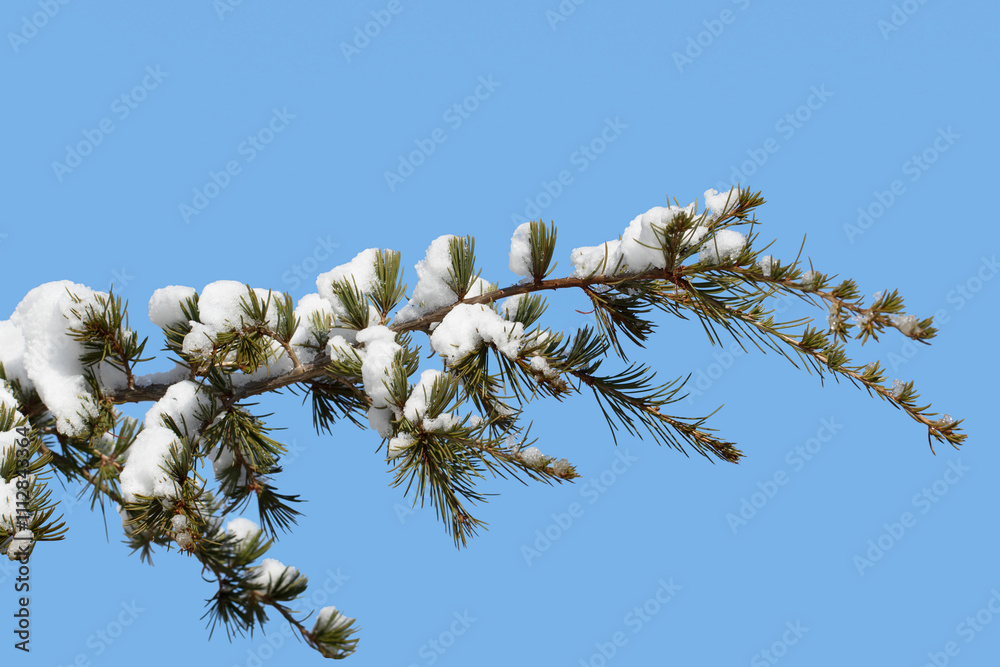 Branches of a cedar tree (Cedrus sp.) under snow as Christmas design background Branches of a cedar tree (Cedrus sp.) under snow as Christmas design background