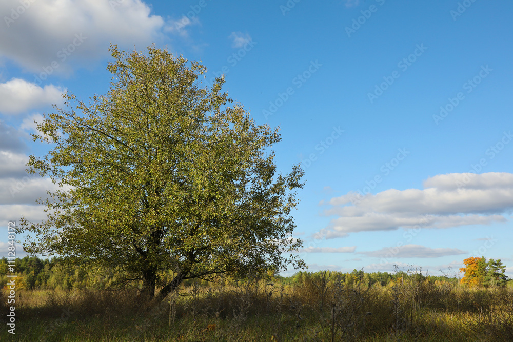 Beautiful tree with green leaves growing outdoors Beautiful tree with green leaves growing outdoors