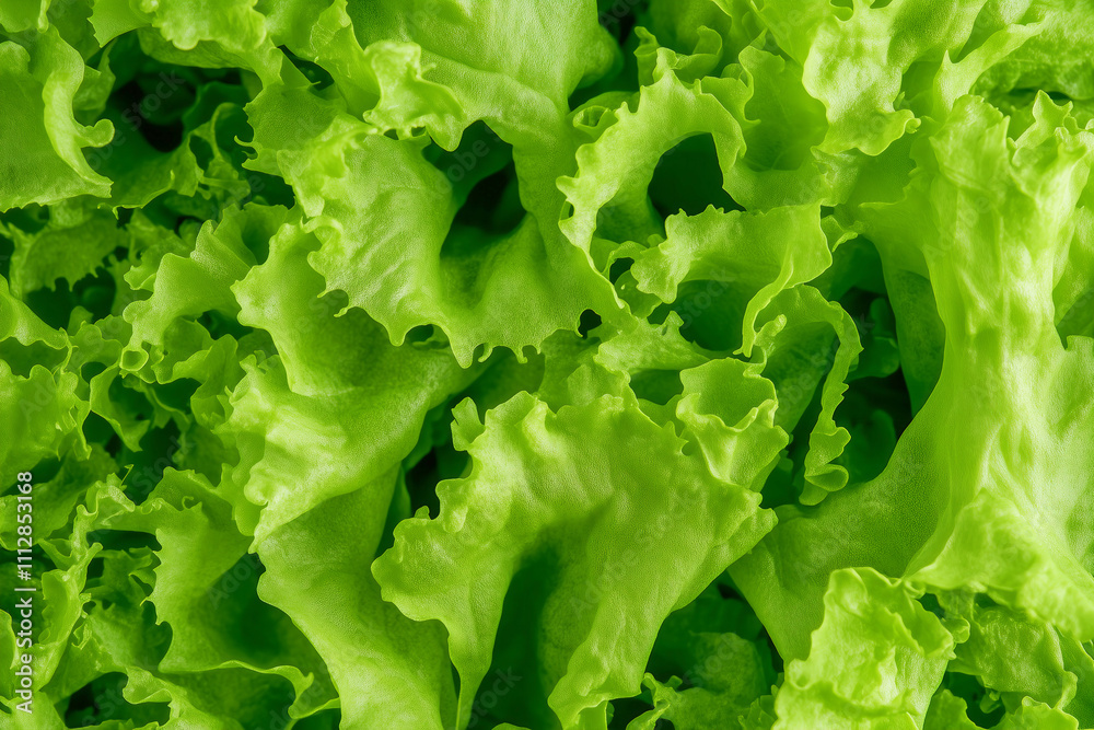 lettuce leaves close up in a trendy grape green color for 2025 lettuce leaves close up in a trendy grape green color for 2025