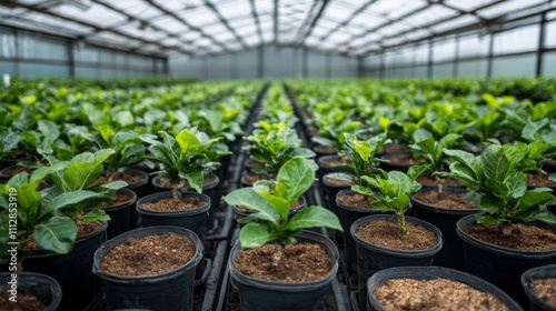 Potted Nut Trees at a Nursery