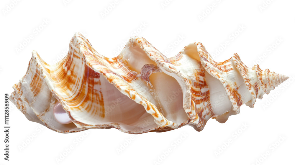 Obraz premium Seashell with pearl transparent background