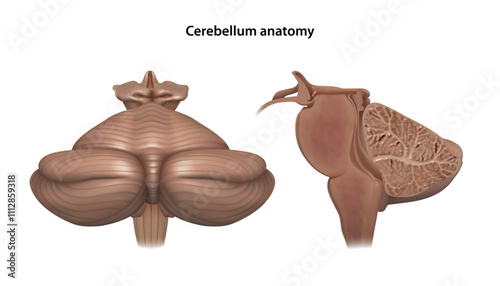 Human cerebellum. Isolated vector illustration
