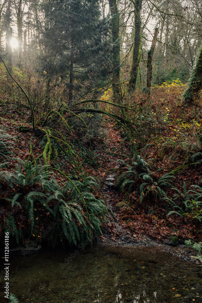 Fototapeta premium stream in the forest