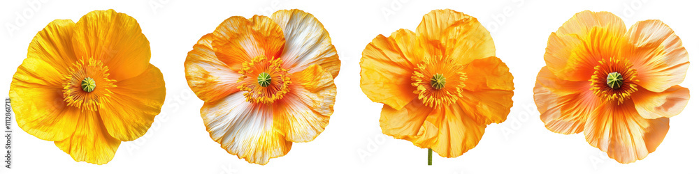 Iceland poppy isolated on transparent background, Set of Iceland poppy isolated on transparent background, Set of