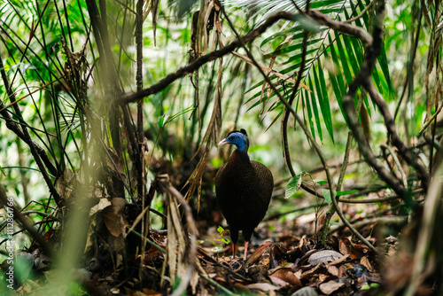 A great argus pheasant in the sumatran jungle photo