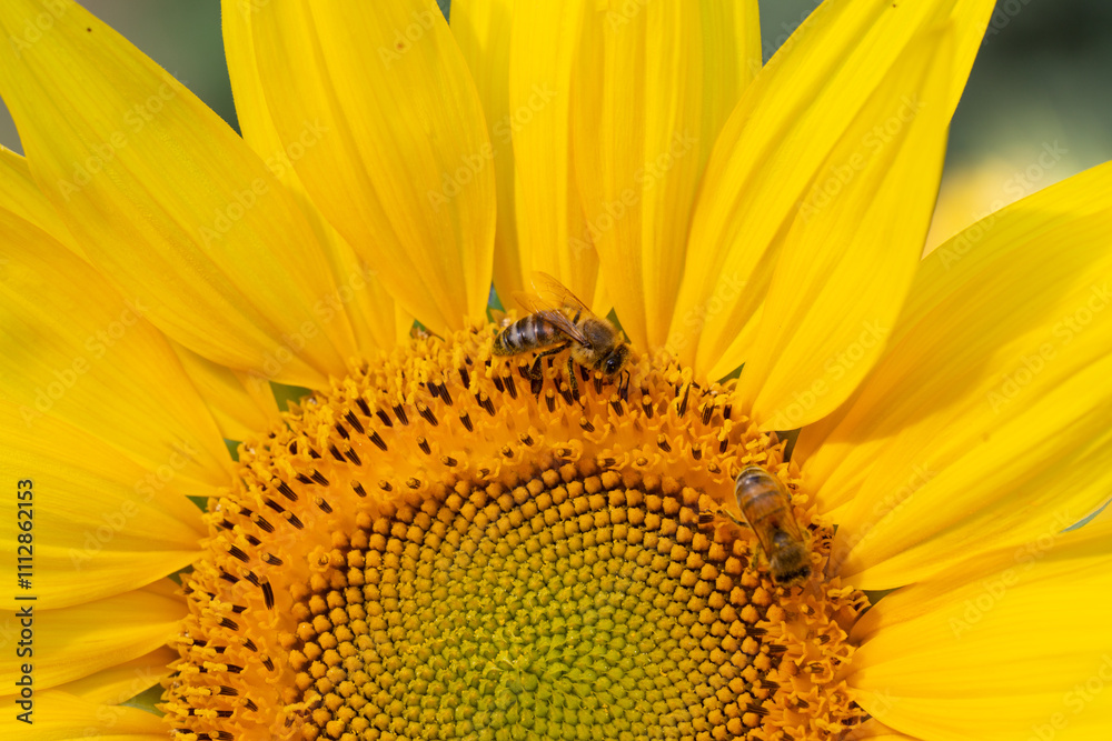 In dem Blütenkorb einer Sonnenblume sammeln Bienen Nektar. In dem Blütenkorb einer Sonnenblume sammeln Bienen Nektar.