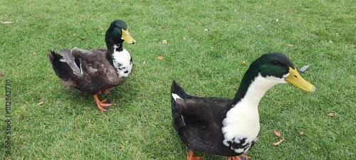 A big gray and white duck , walking on a green lawn. Poultry on a farm in the village. Waterfowl birds, geese