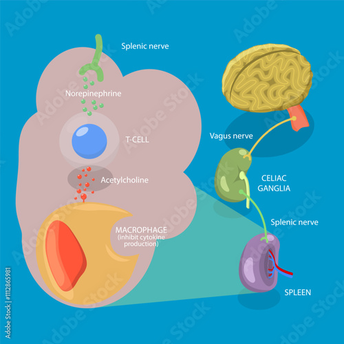 3D Isometric Flat Vector Illustration of Parasympathetic Nervous System, Medical Diagram