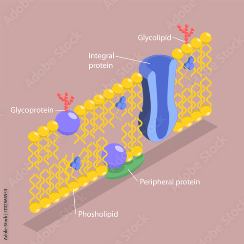 3D Isometric Flat Vector Illustration of Structure of Plasma Membrane, Anatomical Structure According To The Fluid Mosaic Model