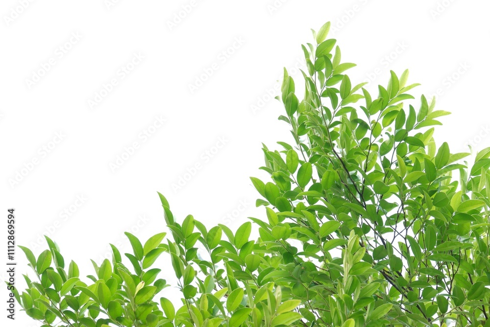 Fototapeta premium A tropical tree leaf with branches on white isolated background for green foliage backdrop 
