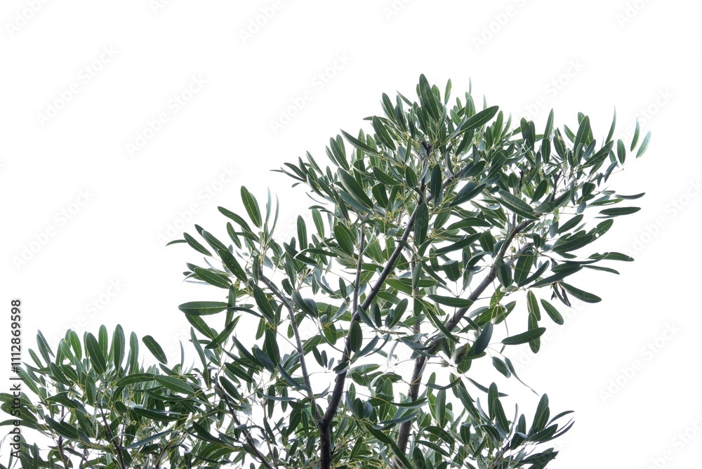 A tropical tree leaf with branches on white isolated background for green foliage backdrop A tropical tree leaf with branches on white isolated background for green foliage backdrop