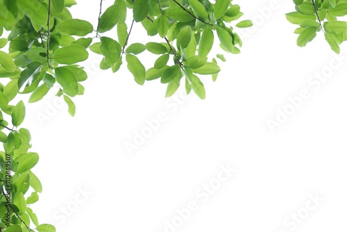 A tropical tree leaf with branches on white isolated background for green foliage backdrop 