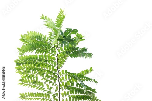 A tropical plant leaf with branches on white isolated background for green foliage backdrop 