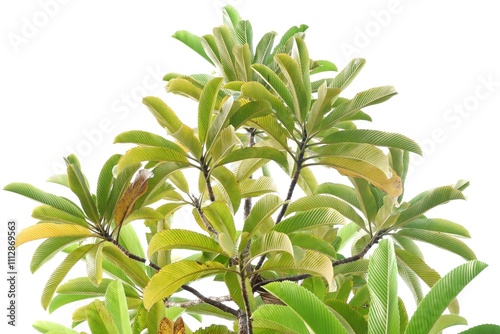 A tropical tree leaf with branches on white isolated background for green foliage backdrop 