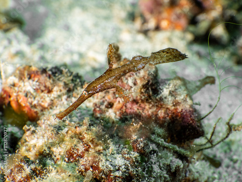 Robust ghost pipefish (Solenostomus cyanopterus) photo