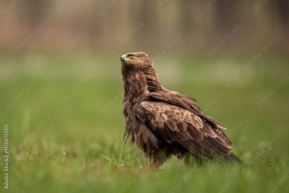 Birds of prey - lesser spotted eagle in flight (Aquila pomarina) Birds of prey - lesser spotted eagle in flight (Aquila pomarina)