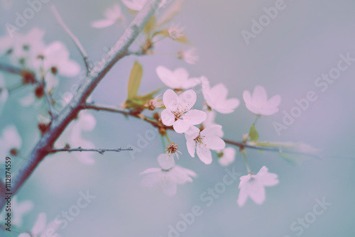 Delicate beautiful cherry blossoms bloom on the branches on a misty bright spring day. Vibes of romance and tenderness. Nature. photo