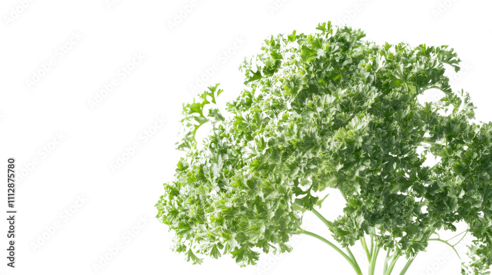 Obraz premium Sprig of parsley transparent background