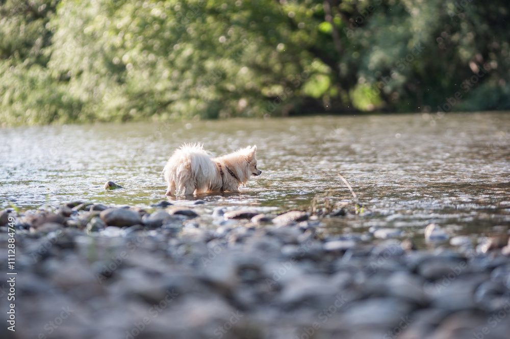 Fototapeta premium A portrait of a beautiful young German Spitz playing in the river