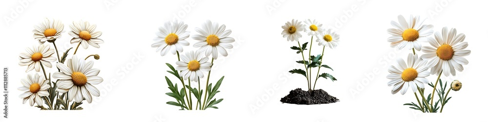Fototapeta premium Set of Beautiful Daisy Flowers with White Petals and Yellow Centers on Transparent Background