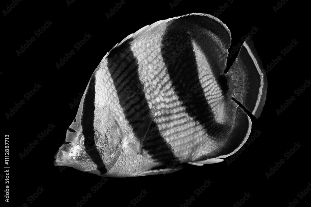 Close-Up of Striped Black and White Fish on Black Background Close-Up of Striped Black and White Fish on Black Background