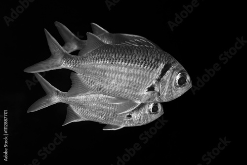 Graceful fish swimming in a serene black and white setting photo