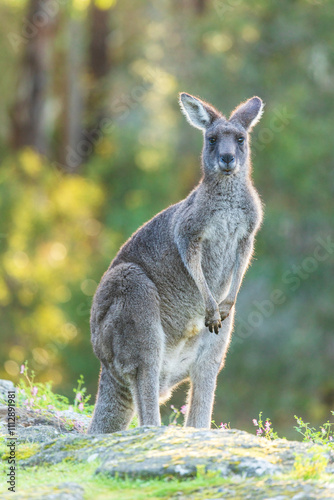 A kangaroo in the wild. Green forest in the background. Australia. photo