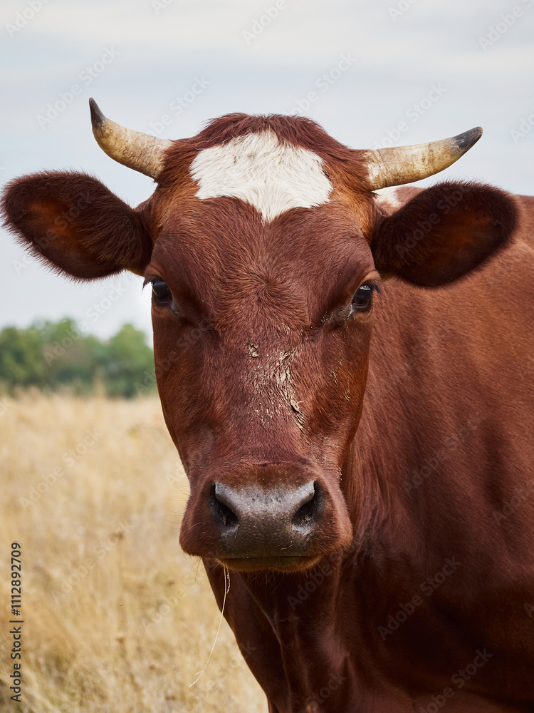 Funny cow looks at the camera.