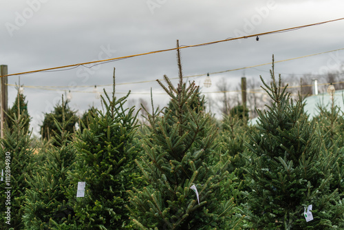 Christmas tree farm photo